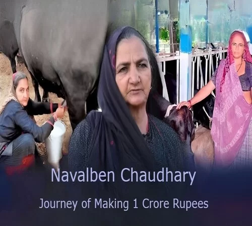 Who is the Navalben Chaudhary? Who earned Rs 1 Crore by selling milk?