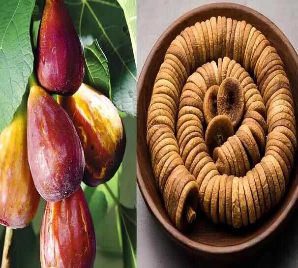 Anjeer Benefits in Winter: Eat 2 Figs with Milk Daily and Feel the Difference