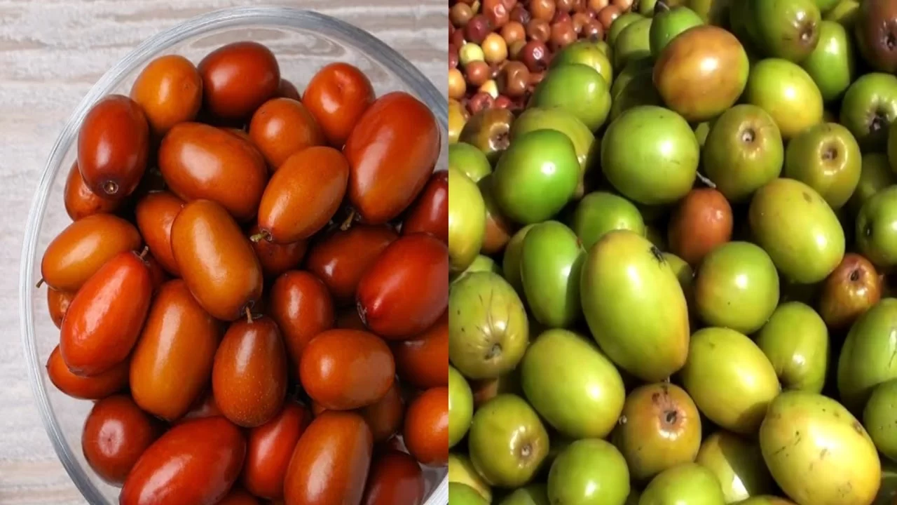 Ber (Jujube) Has Many Benefits for Health, Do You Know?
