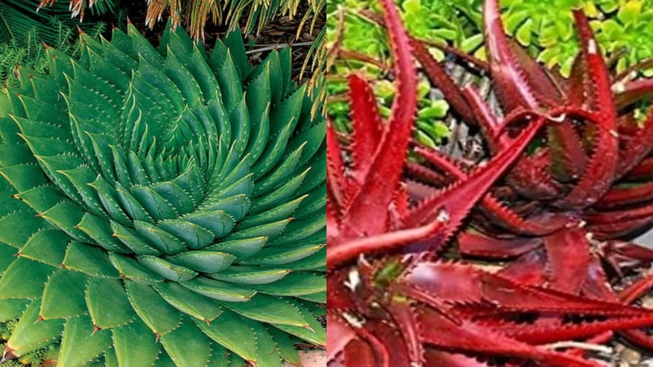 There are More than 100 types of Aloe Vera, Only these are Used